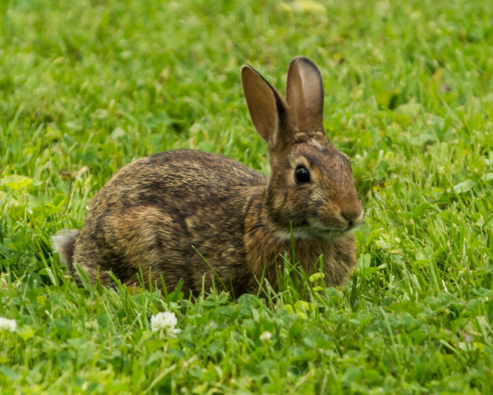 rabbit on the grass